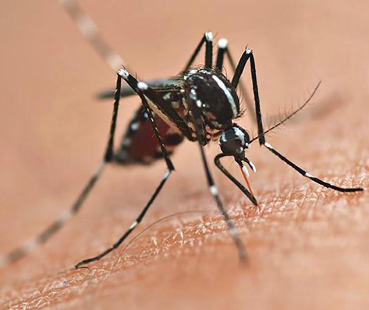 Criança de nove anos morre vítima de dengue em Cambé