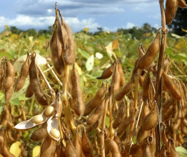 Soja custa R$ 86 a saca em Campo Mourão