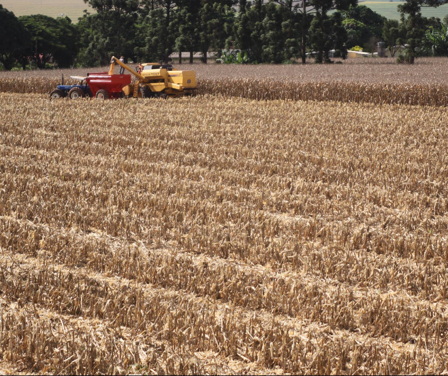 Área colhida do milho chega a 12%