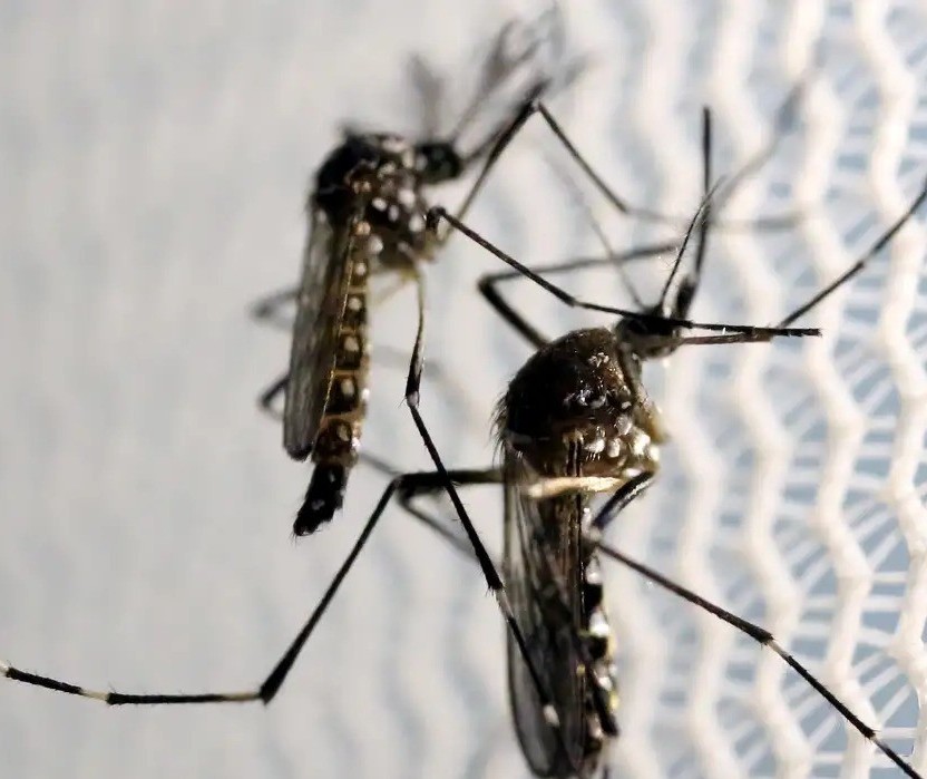 Região de Maringá registra mais mortes por dengue, aponta Sesa