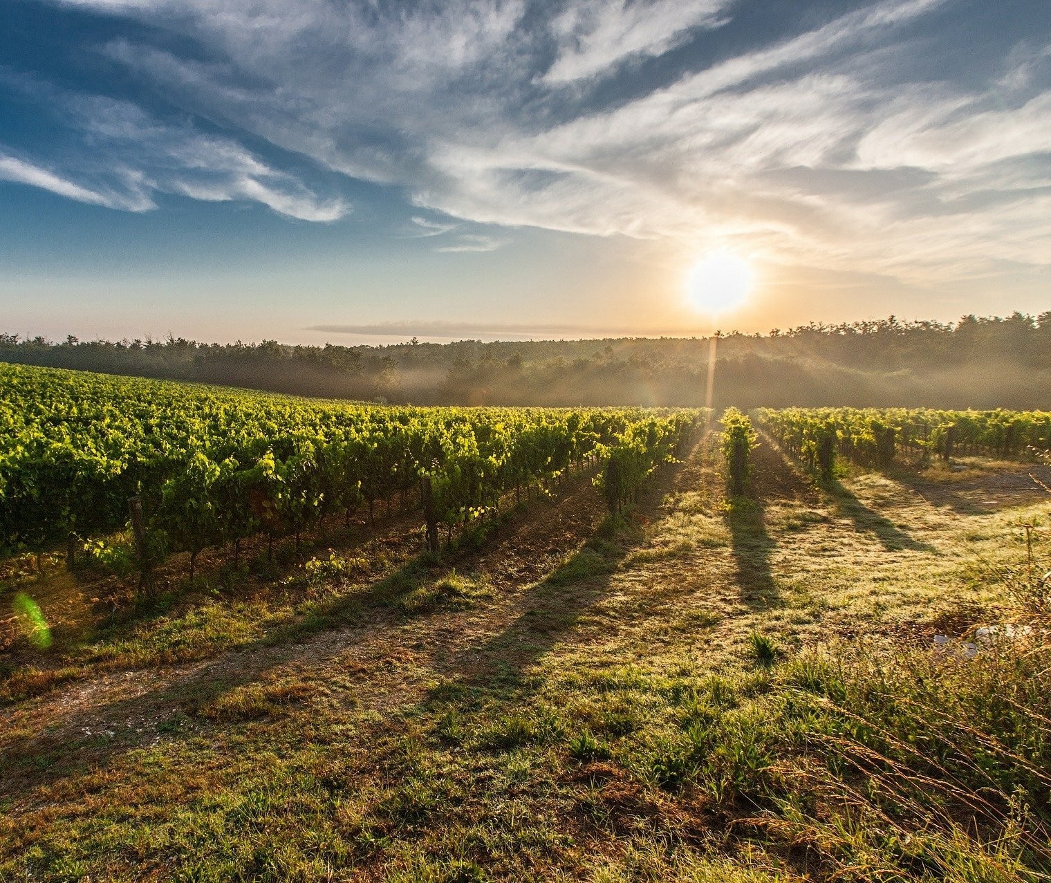 Itália, em termos de vinho, é líder mundial em produção