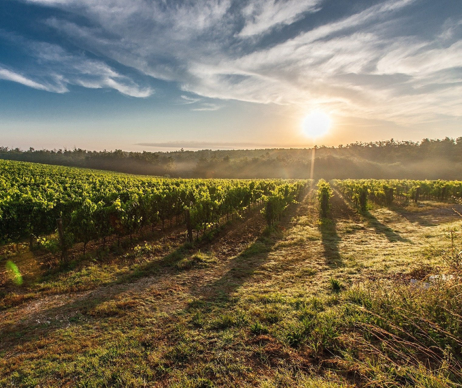 Itália, em termos de vinho, é líder mundial em produção