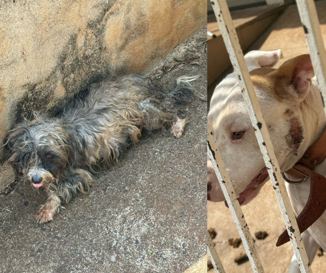 Polícia prende homem por maus tratos a animais