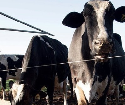 Vaca gorda custa R$ 170 a arroba em Umuarama