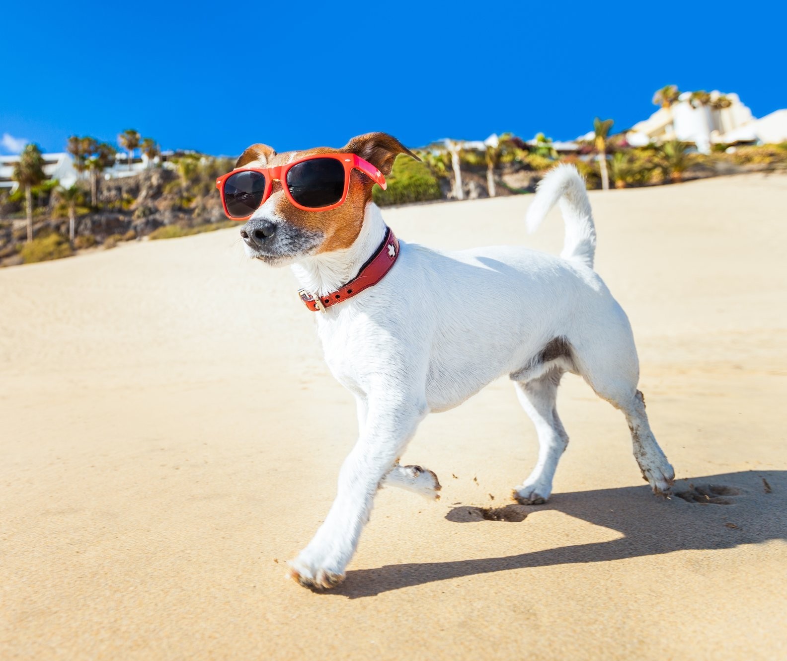 Verão exige atenção ao bem-estar e à saúde dos bichinhos