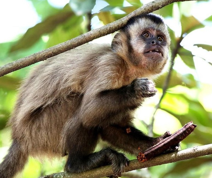  Macacos mortos em Maringá não estavam com febre amarela