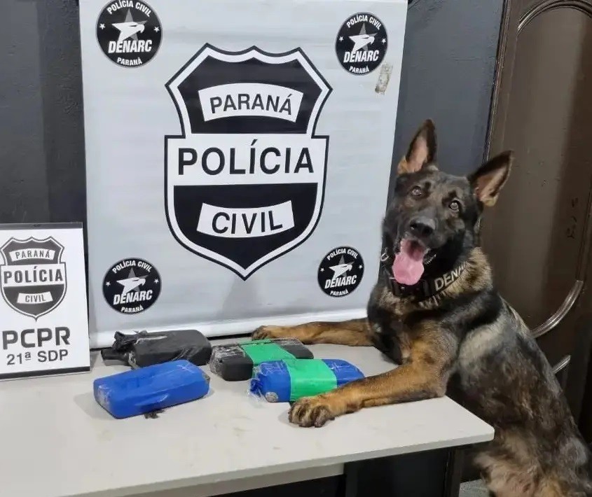 Chris, cão farejador da Denarc de Maringá, será homenageado nesta terça-feira (9)