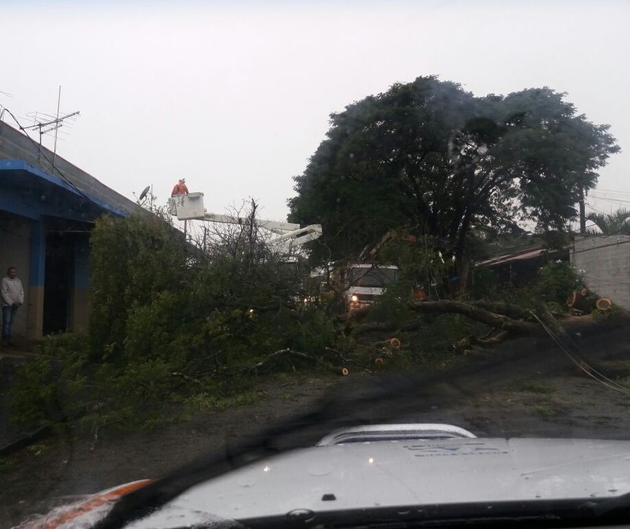 Chuva neste feriado provoca queda de quatro árvores e três postes em Maringá