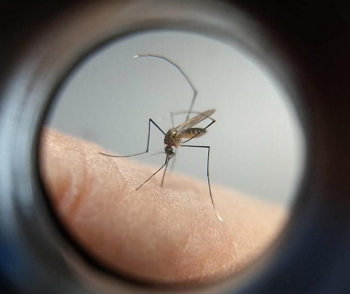 Saúde confirma quarta morte por dengue este ano em Maringá