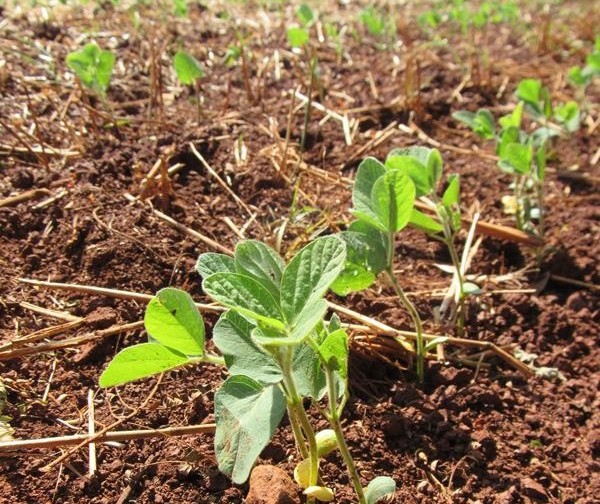 Aumento da tolerância ao estresse hídrico em plantas