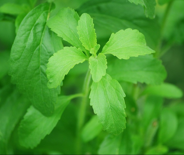 Você consome adoçante de stevia?