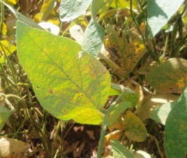 Ferrugem foi detectada em plantações de soja na região de Maringá