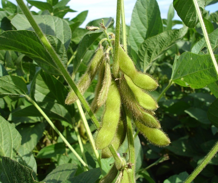 Análise do mercado agrícola da semana influenciado pelo câmbio recorde e coronavírus