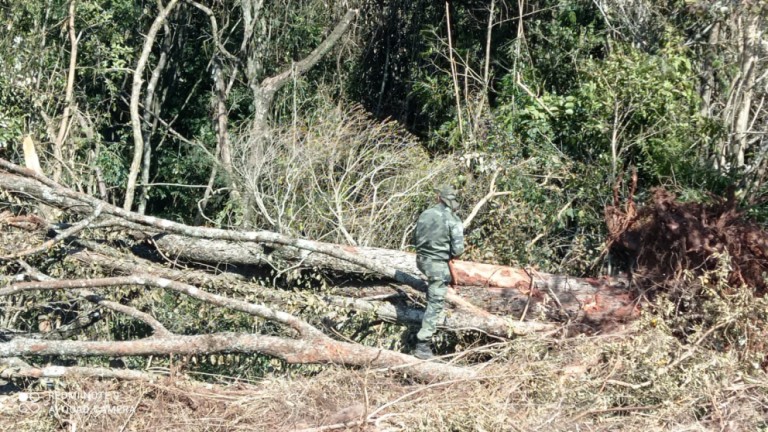 Operador de máquina posta vídeo em rede social e Polícia Ambiental descobre desmatamento