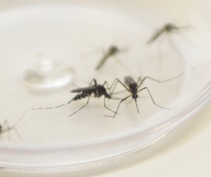 Colorado é a cidade com mais casos de dengue na 15ª Regional de Saúde
