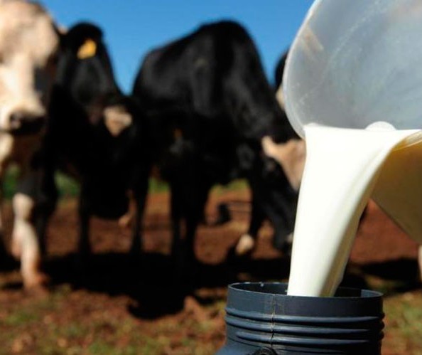 Leite: preço pago ao produtor está estável no Paraná