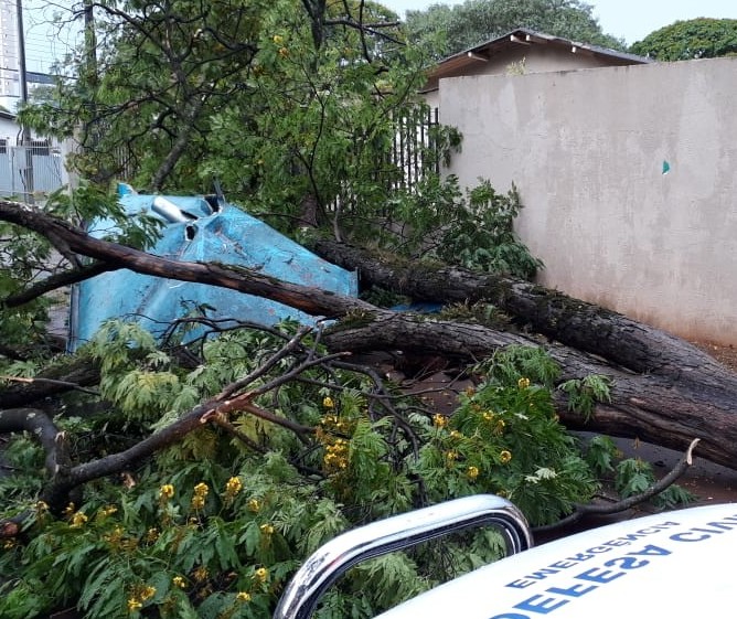 Temporal derruba mais de 100 árvores e deixa 10 mil sem energia