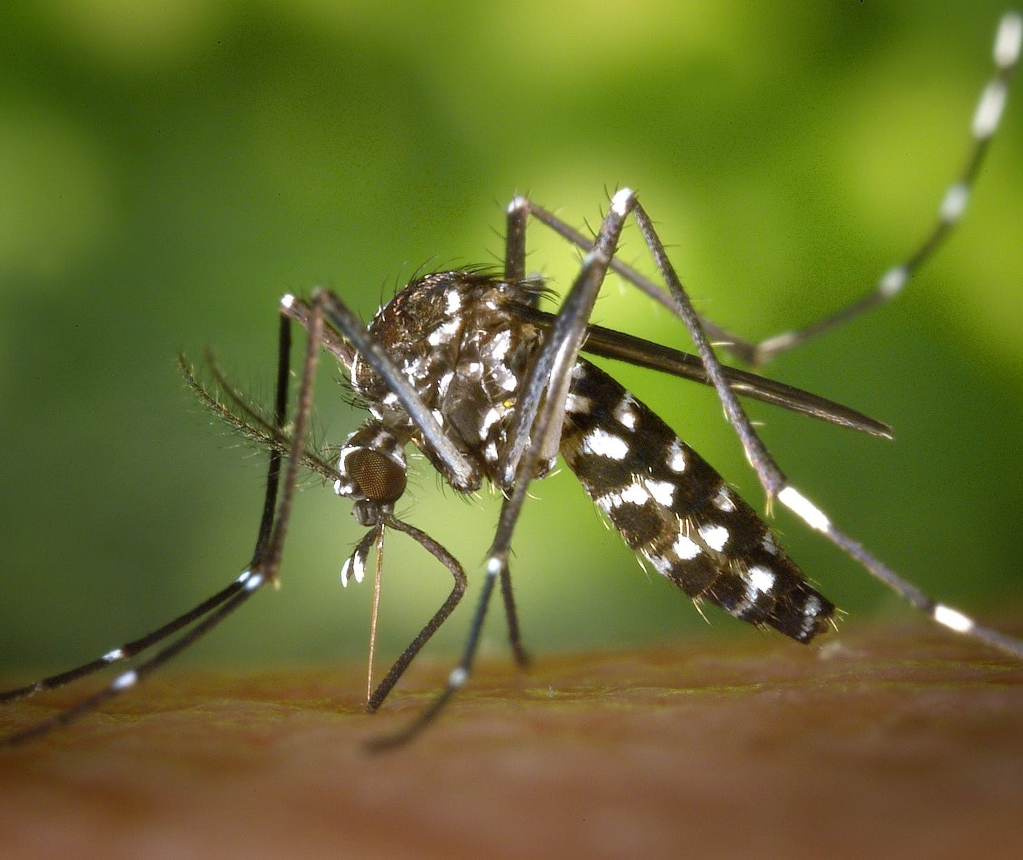 Por causa da dengue, Sarandi declara situação de emergência 