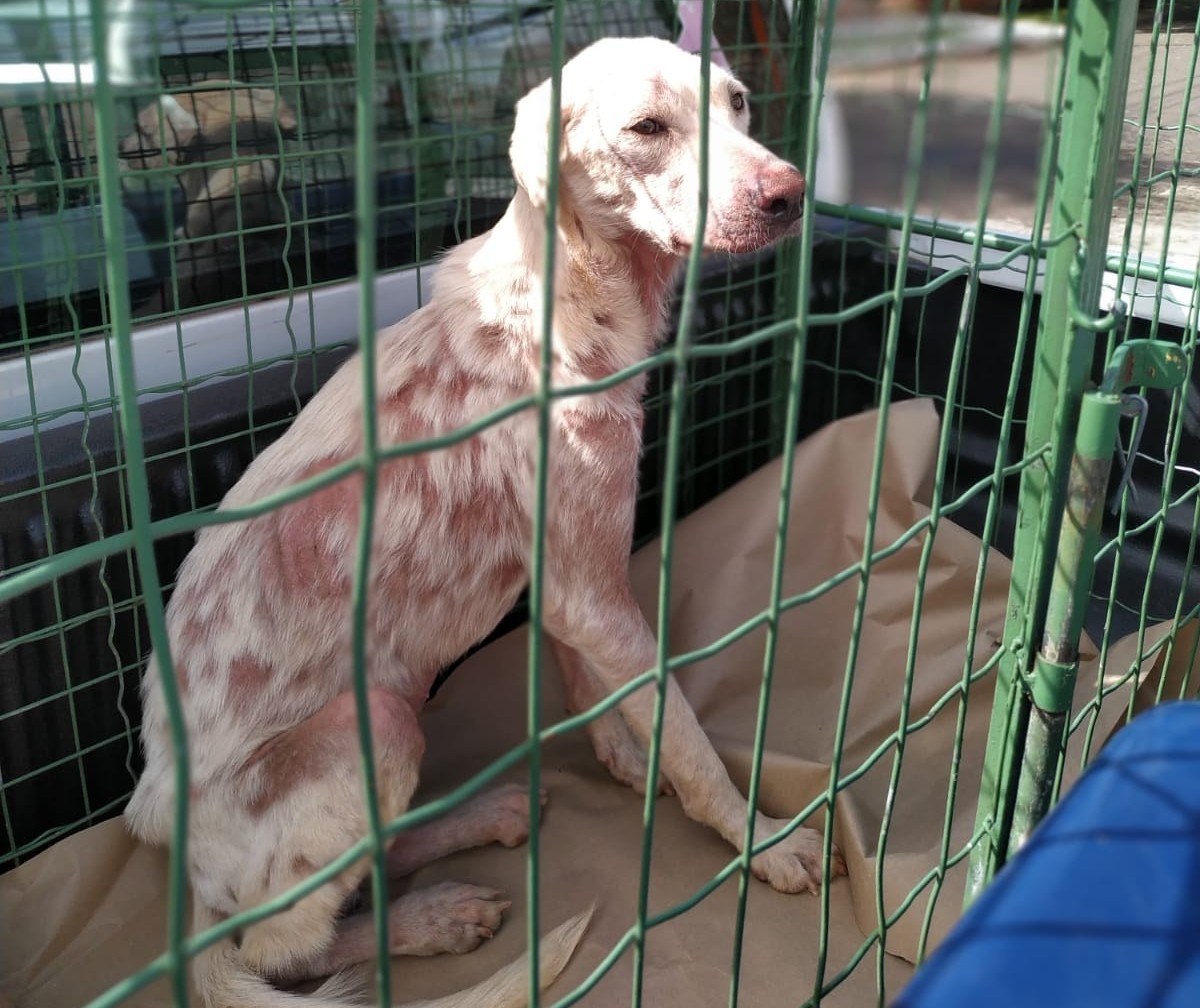 Polícia Civil e Bem-Estar Animal resgatam 9 cães em situação de maus-tratos