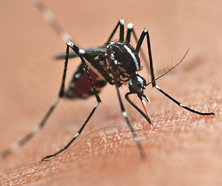 Em novo boletim, Sesa informa 26 mortes por dengue