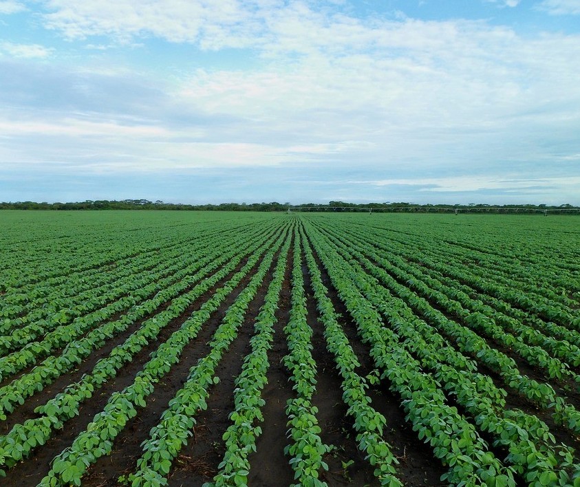 Crédito Rural: mais de R$ 59 bilhões já foram aplicados até setembro