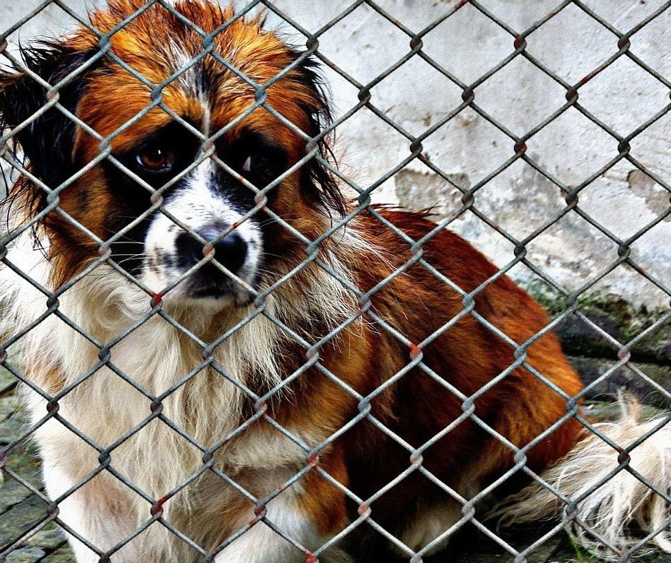 Valor da multa por maus tratos a animais vai dobrar em Maringá