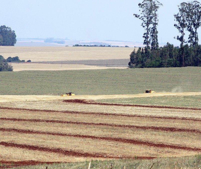 Área plantada de soja e milho deve ser maior na primeira safra