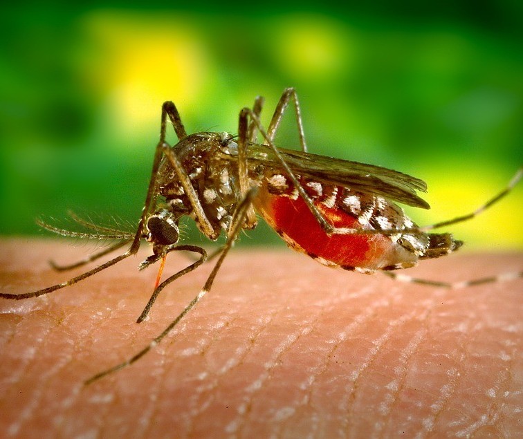 Maringá permanece com 153 casos de dengue confirmados