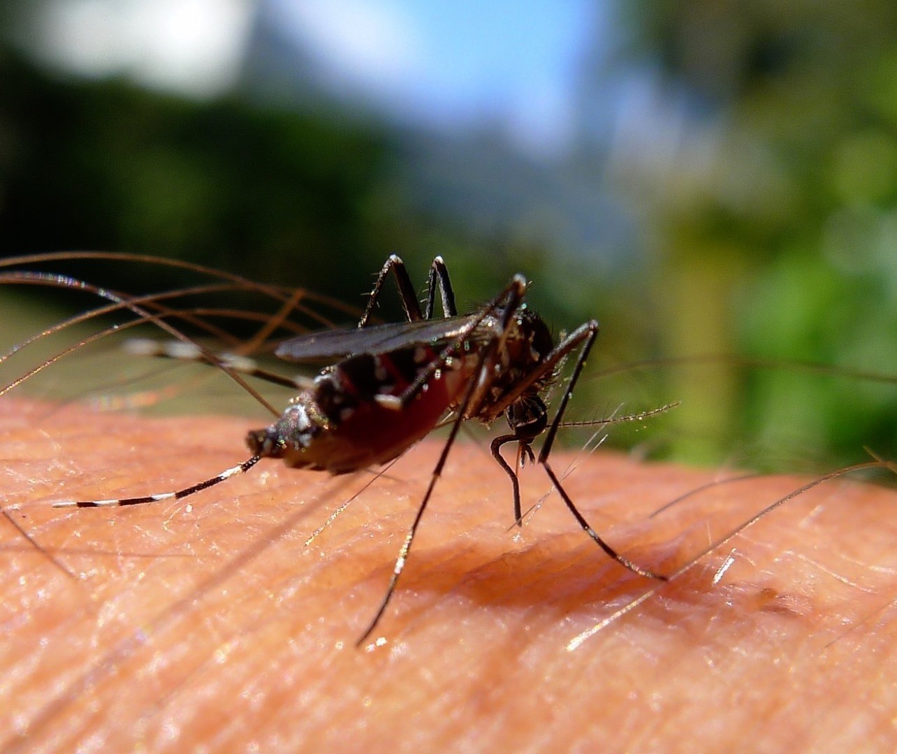Saúde confirma dengue como causa da morte de menino de 10 anos