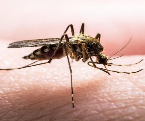 Em uma semana, Maringá confirma quase 100 novos casos de dengue