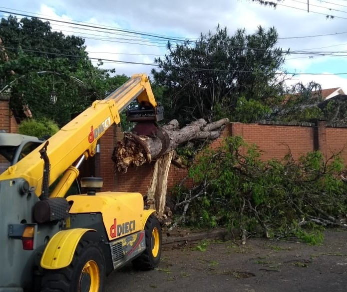 Número de árvores caídas por causa do temporal passa de 150