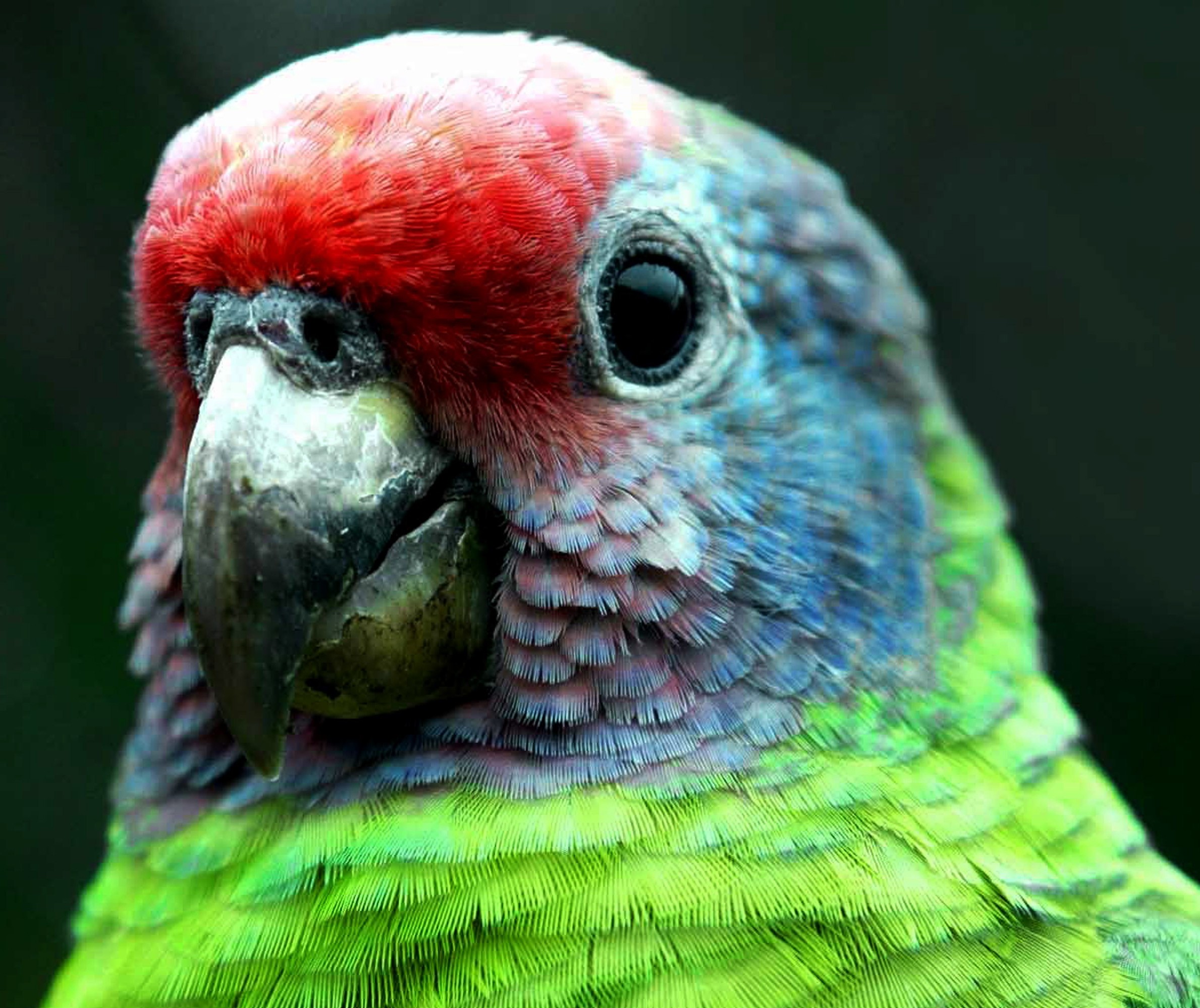 Pela primeira vez, população pode ajudar em lista de aves ameaçadas