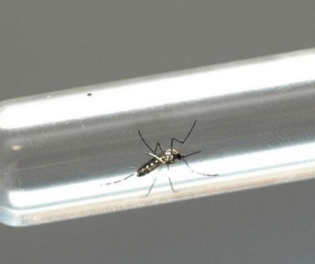 “Controlar a larva é a melhor ação para combater a dengue”, diz especialista