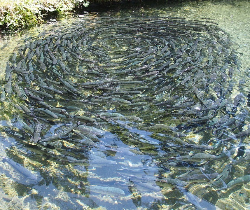 Engenheiro de pesca fala sobre a piscicultura no Paraná 