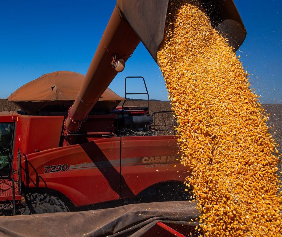 Preços do milho seguem em alta nos mercados interno e externo