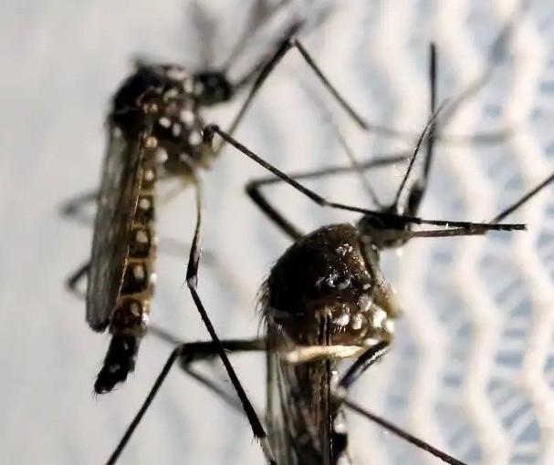 Primeiras duas mortes por dengue são confirmadas em Umuarama
