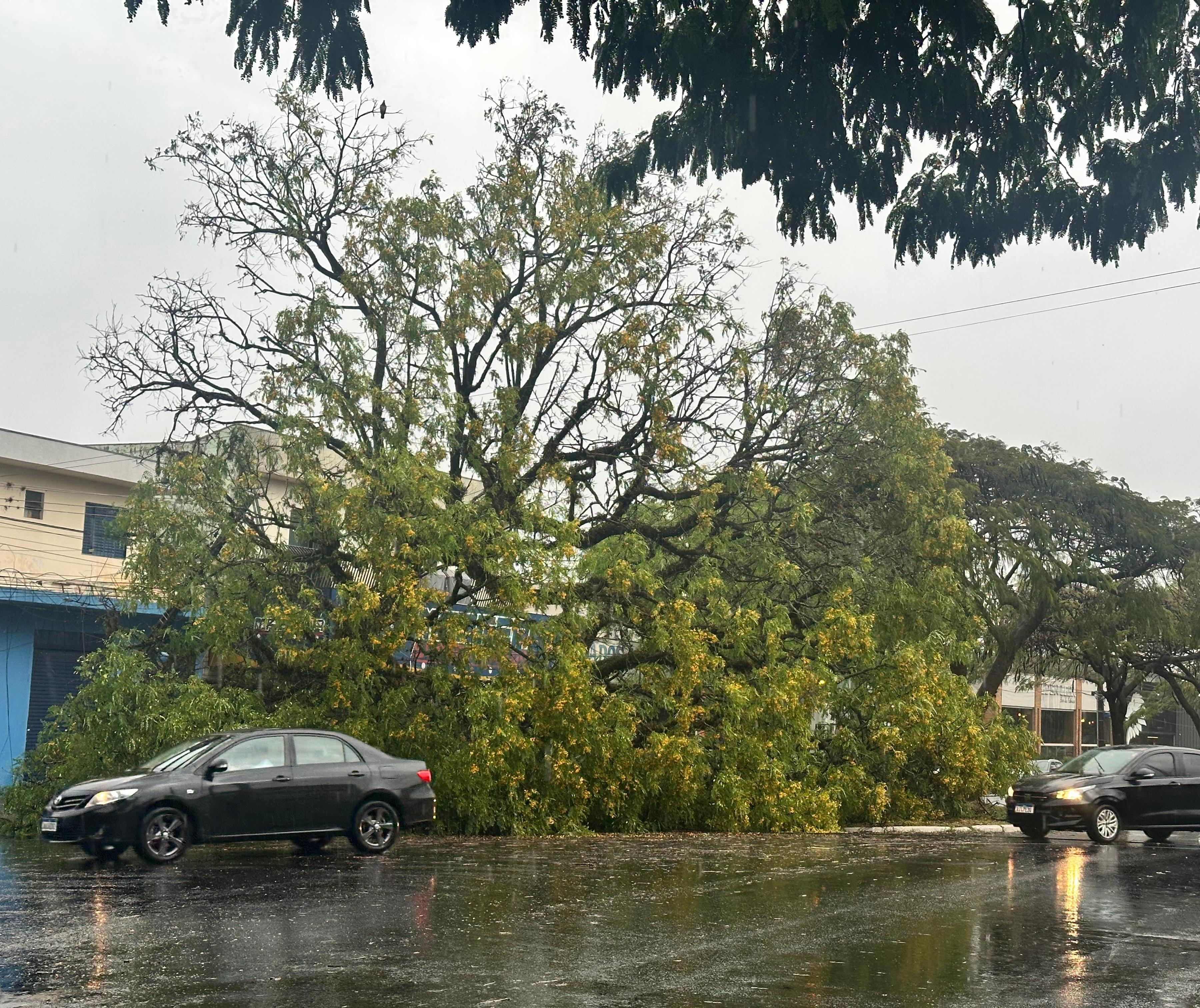 Temporal: 12 quedas de árvores, dois carros atingidos e duas pessoas com escoriações