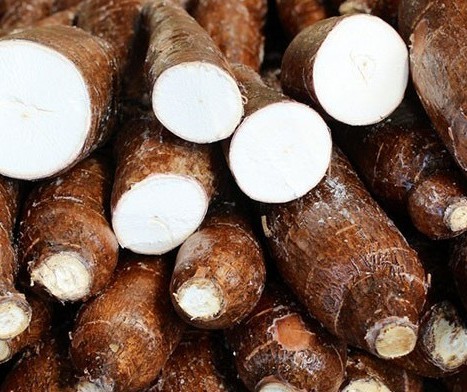Raiz de mandioca custa R$ 490,00 a tonelada em Campo Mourão