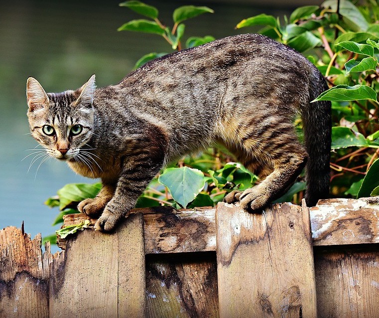 Programa de castração de felinos começou esta semana