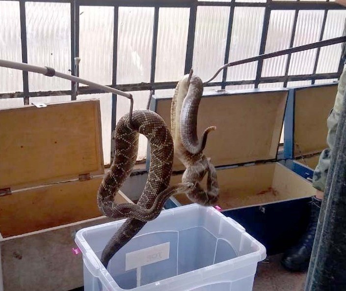 Morador de Mandaguari entrega mais de 150 cobras venenosas à Polícia Ambiental