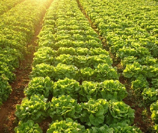 Hortaliças plantadas a céu aberto tiveram perda quase total devido às geadas