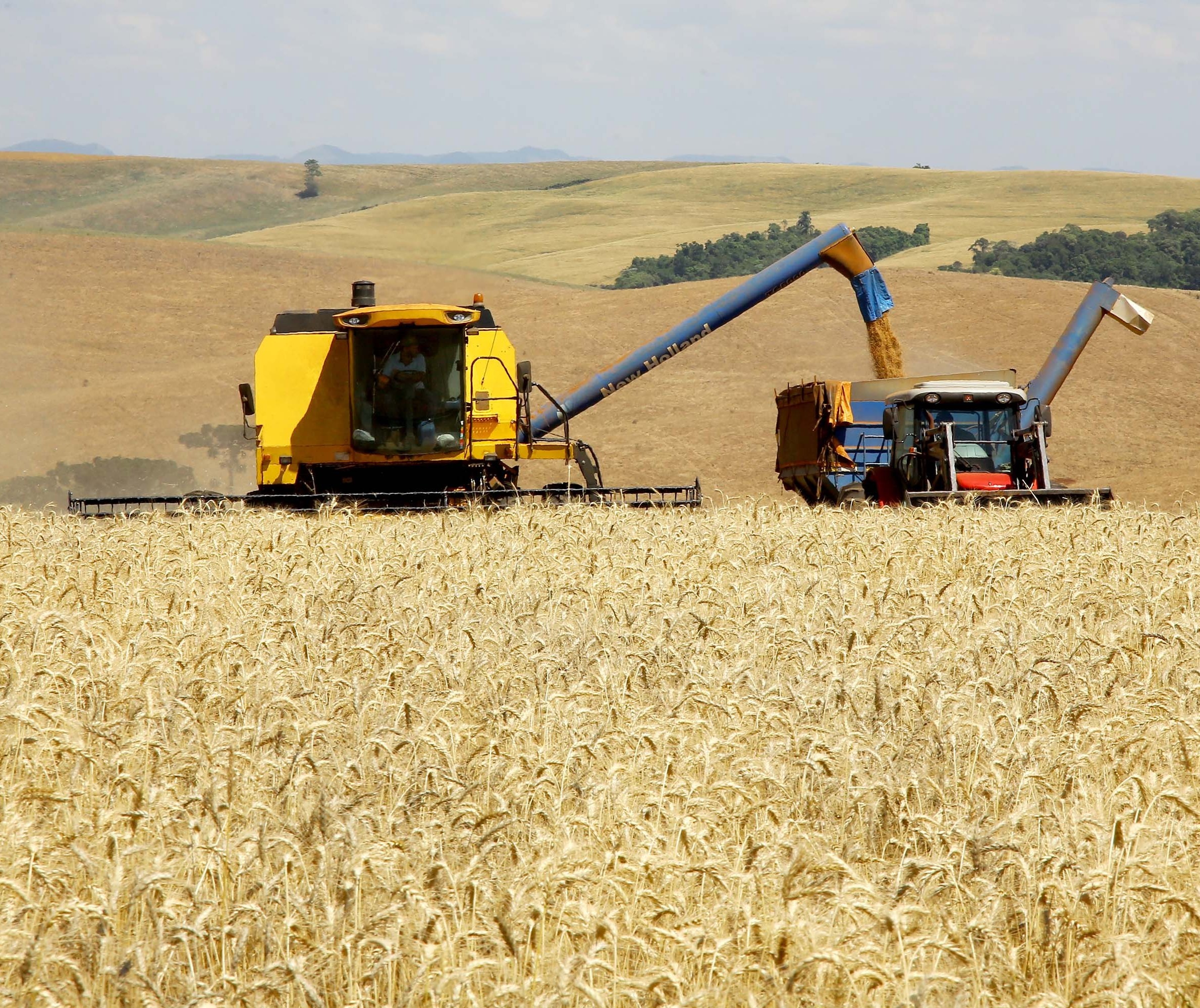 Preços do trigo chegam a R$2 mil a tonelada 