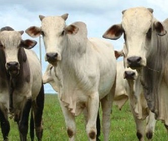 Vaca gorda custa R$ 136 a arroba em Londrina