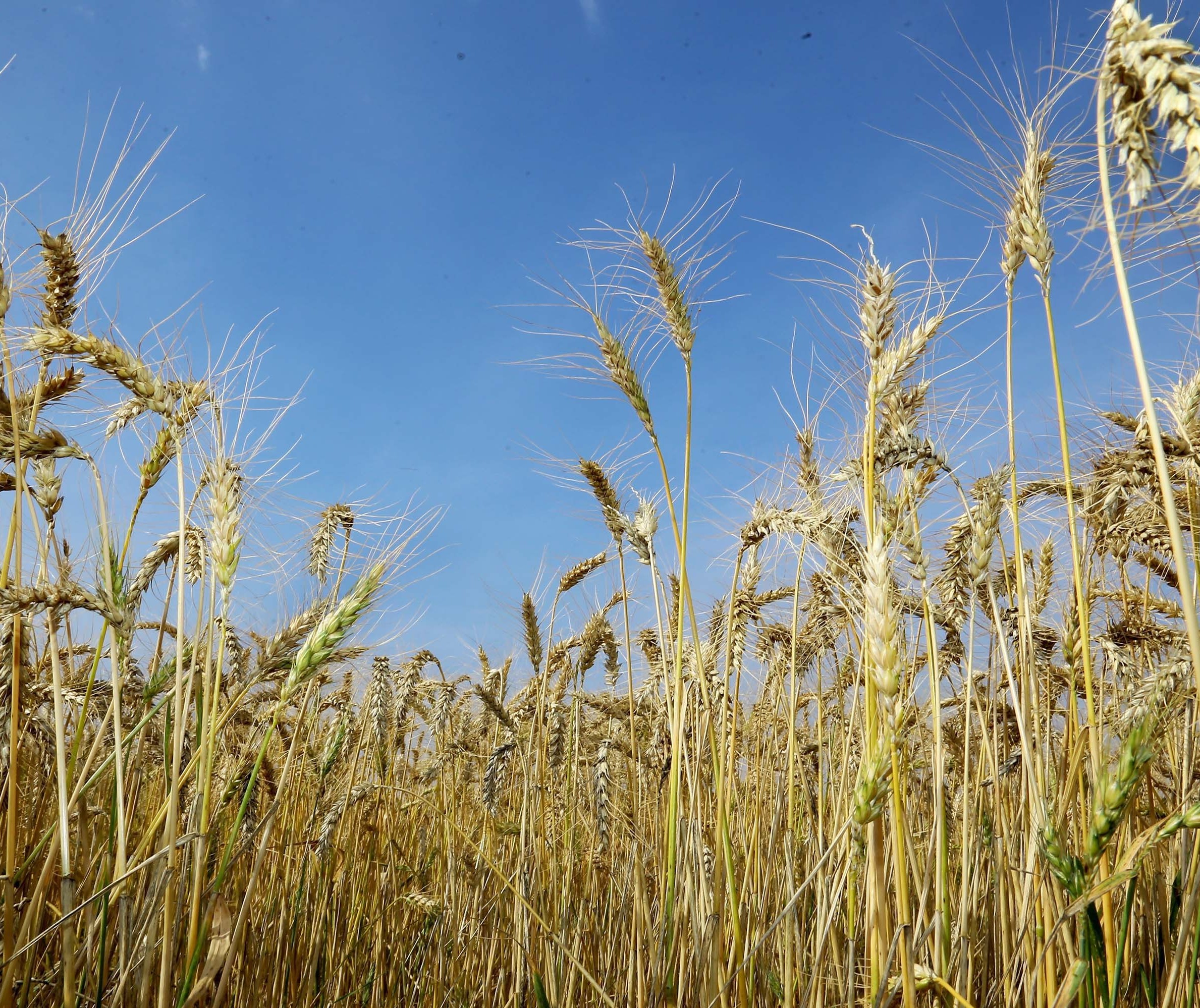 Brasil testa trigo transgênico que é resistente à seca 