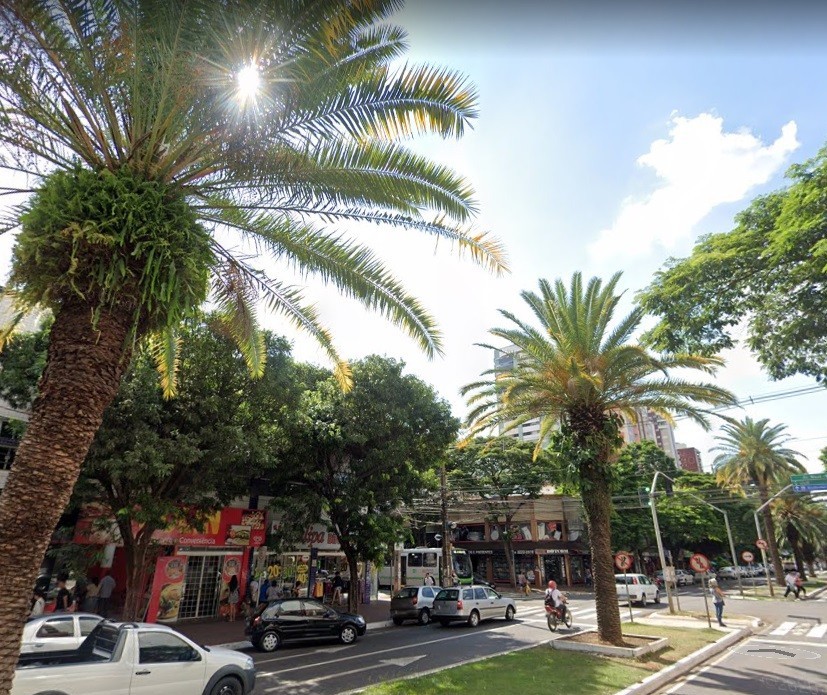 ‘Floresta urbana’ de Maringá cria identidade visual e chama atenção pela beleza