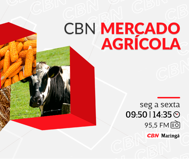 Mandioca tem leve queda e é cotada a R$ 580,36 na média estadual