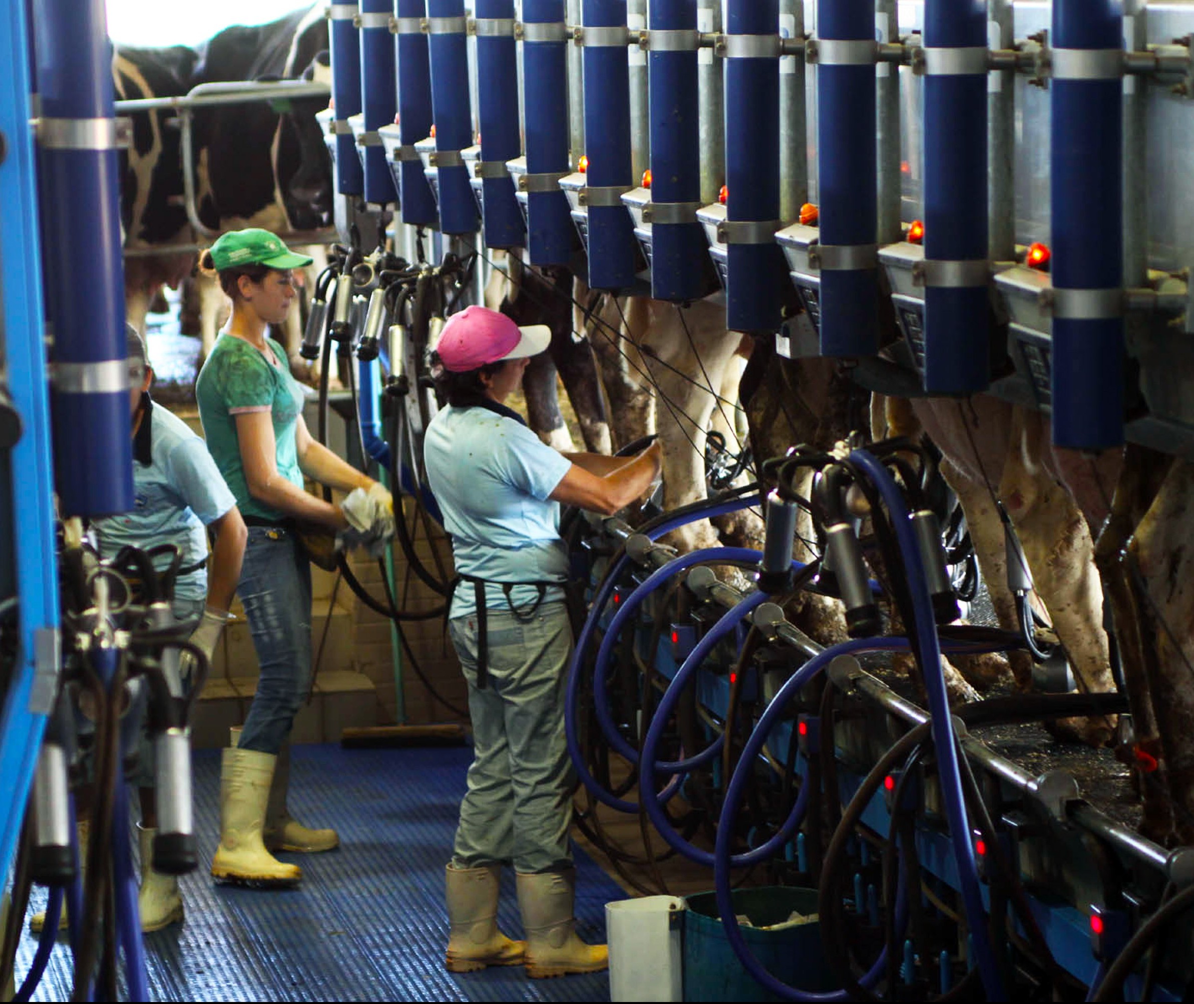 Após dois meses de alta, custos de produção do leite apresentam baixa