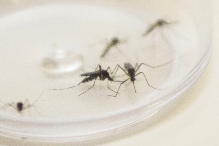 Saúde registra três casos de dengue em Maringá