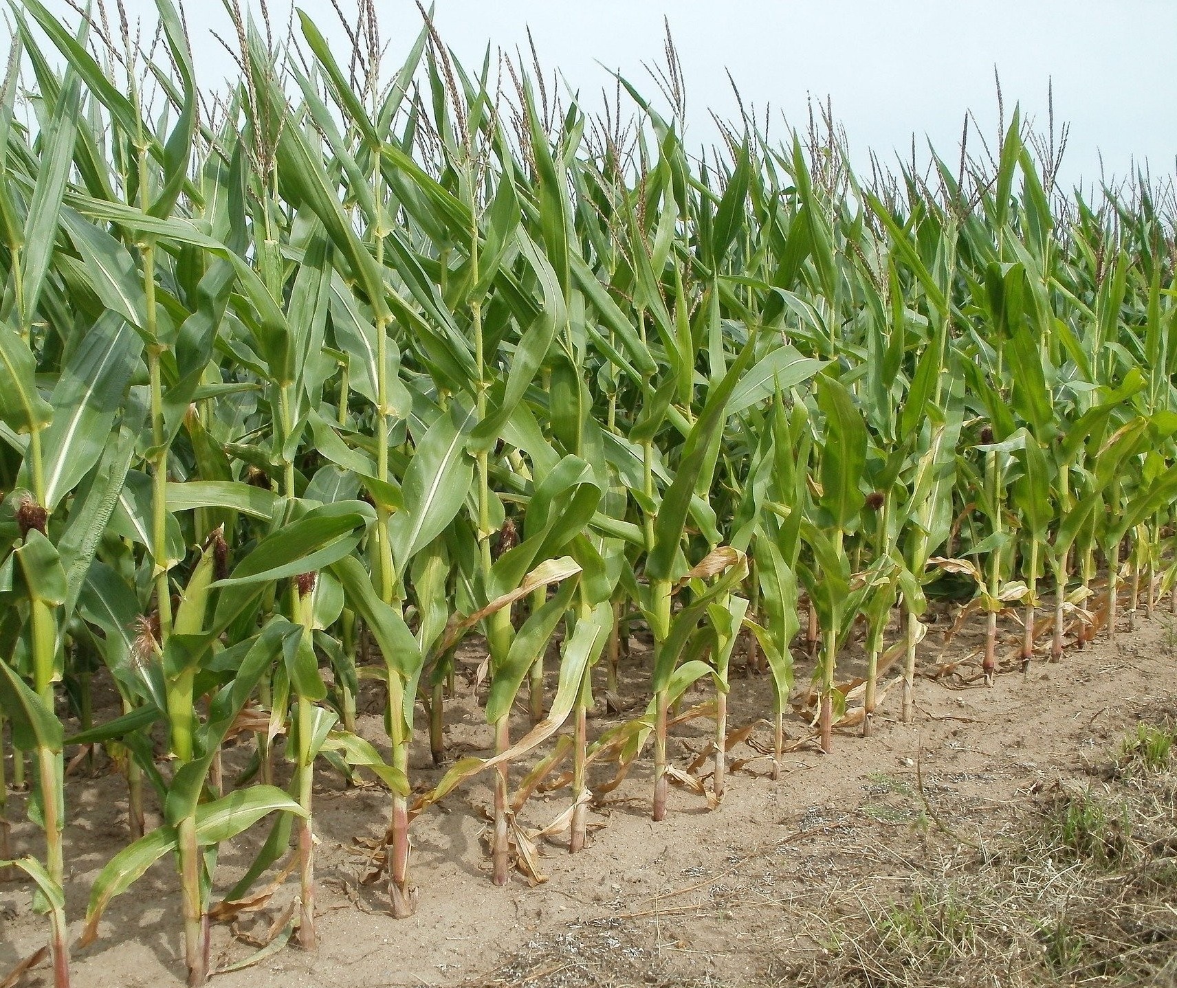 Preço de defensivos agrícolas deve subir nos próximos meses