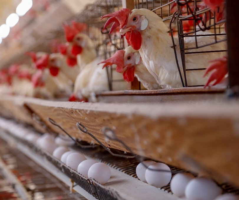 Brasil é 100% livre da influenza aviária nas granjas comerciais